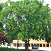 Sophora Japonica