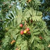 Sorbus Domestica