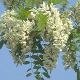Robinia Pseudoacacia