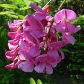 Robinia Casque Rouge 