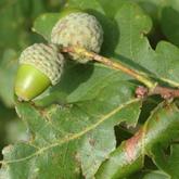 Quercus Robur