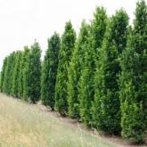 Quercus Fastigiata Koster
