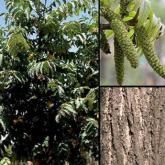 Pterocarya Fraxinifolia