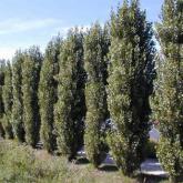 Populus Nigra Italica