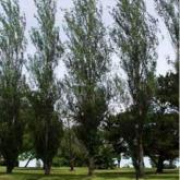 Populus Alba Pyramidalis
