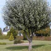 Populus Alba