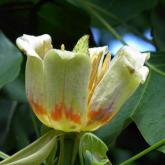 Liriodendron Tulipifera