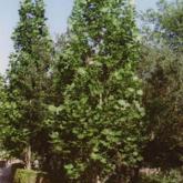 Liriodendron Tulipifera Fastigiata
