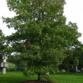 Liquidambar Styraciflua