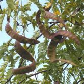 Gleditsia Triacanthos Shademaster