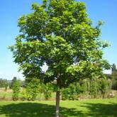 Fraxinus Excelsior