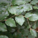 Fagus Sylvatica