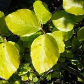 Fagus Sylvatica Zlatia