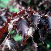 Fagus Sylvatica Rohanii