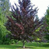 Fagus Sylvatica Riversii