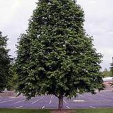 Corylus Colurna