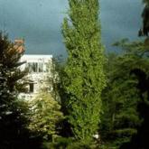 Fagus Sylvatica Dawyck