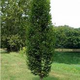 Carpinus Betulus Fastigiata = Pyramidalis