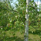 Betula Utilis Jacquemontii