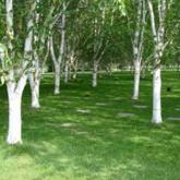Betula Utilis Doorenbos