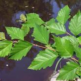 Betula Nigra
