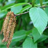 Betula Lenta