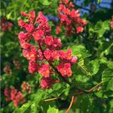 Aesculus Carnea Briotti