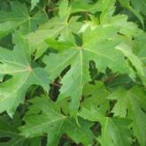Acer Saccharinum Pyramidalis