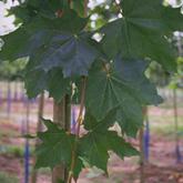 Acer Platanoides