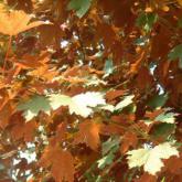 Acer Pseudoplatanus Spaethii