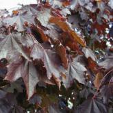 Acer P. Crimson King