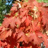 Acer Freemanii Celzam