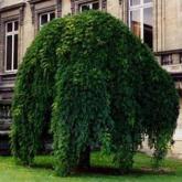 Sophora Japonica Pendula