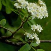 Sorbus Aucuparia