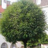 Robinia Pseudoacacia Umbraculifera