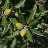 Quercus Ilex