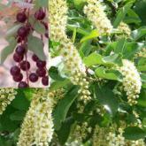 Prunus Virginiana
