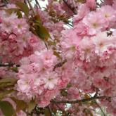 Prunus Serrulata Kanzan