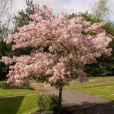 Prunus Accolade