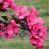 Malus Prairie Fire