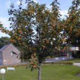 Malus Golden Hornet