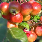 Malus Everest