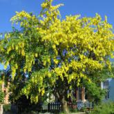 Laburnum Anagyroides