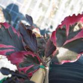 Fagus Sylvatica Purpurea Tricolor