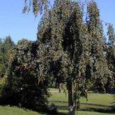 Fagus Sylvatica Pendula