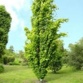 Fagus Sylvatica Dawyck Gold