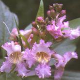 Chitalpa Tashkentensis Pink