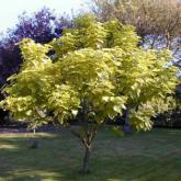 Catalpa Bignonioïdes Aurea
