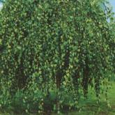 Betula Pendula Youngii