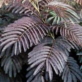 Albizia Julibrissin Summer Chocolate